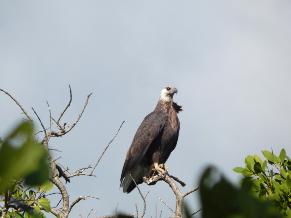 Haliaeetus vociferoides